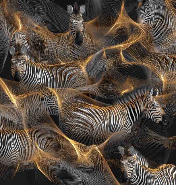 Branding_Kommunikationsoffensive_Zebras